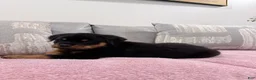 Rottweiler dogs for sale: Rottweiler Puppy 1 - Ad 6