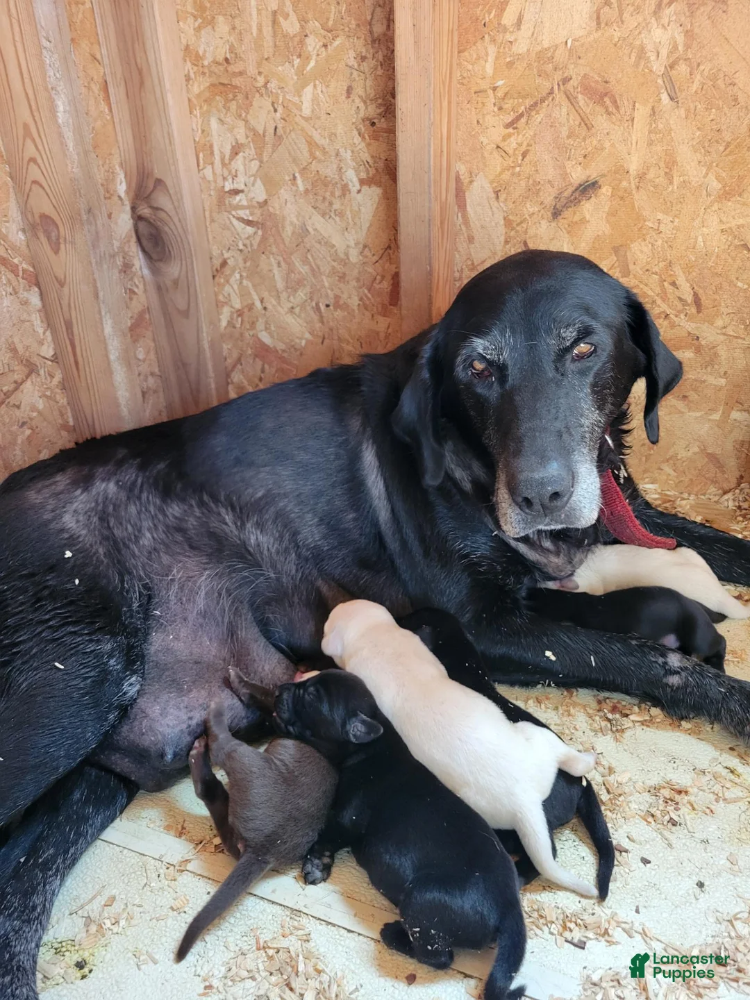 Labrador Retriever dogs for sale: Labrador Retriever 2  (green) - Ad 2