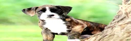 Boxer dogs for sale: Frisco  - Ad 4