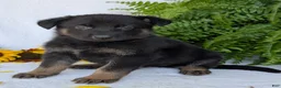 German Shepherd dogs for sale: Ben  - Ad 12