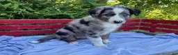 Australian Shepherd dogs for sale: Emerson - Ad 3