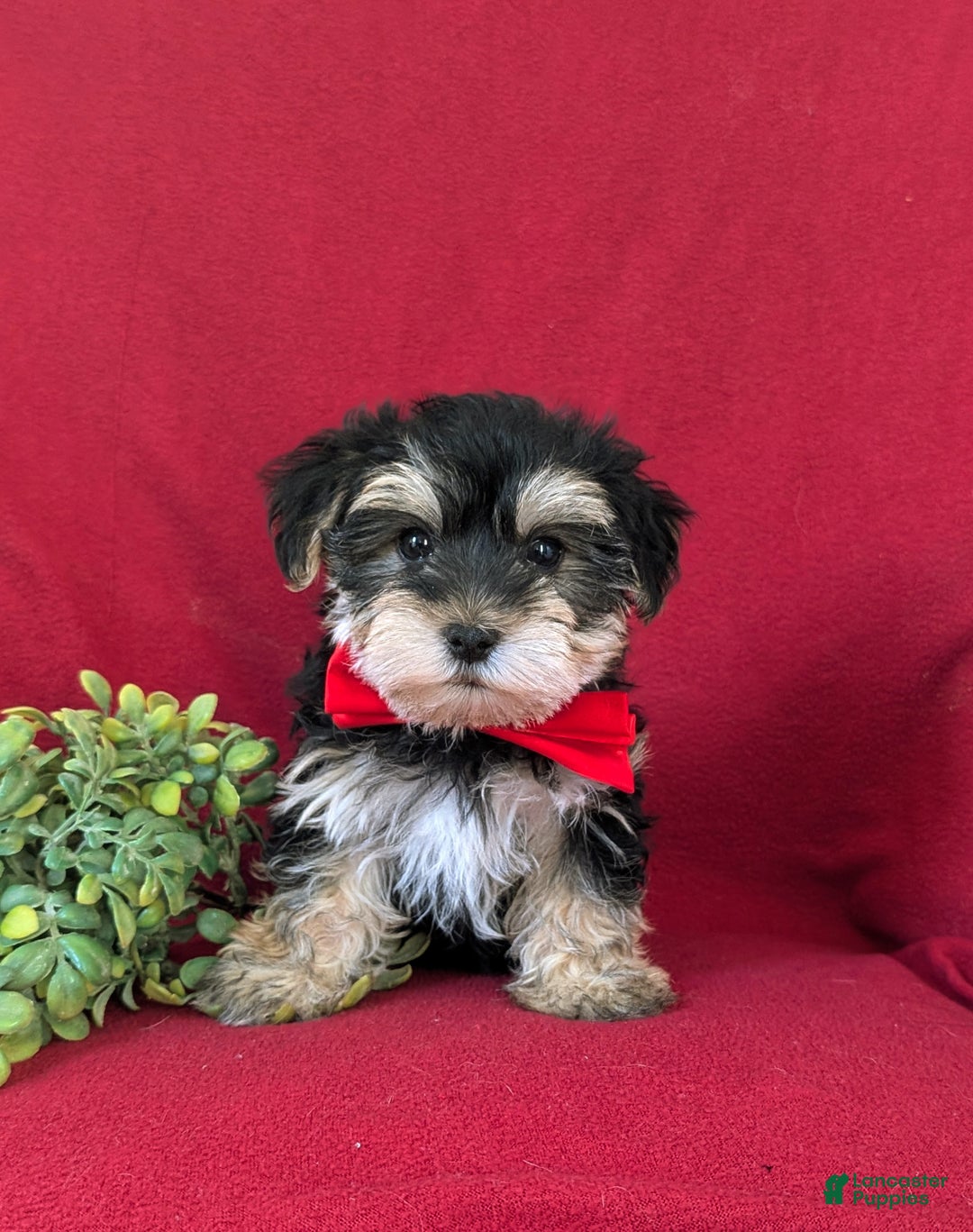 Morkie dogs for sale: Chas 6 lbs Full Grown - Ad 6