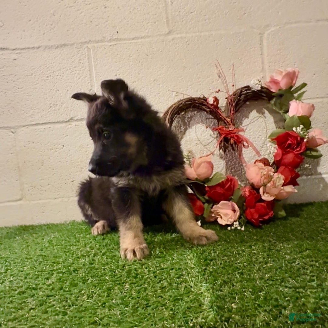 German Shepherd dogs for sale: SUPA - Ad 6