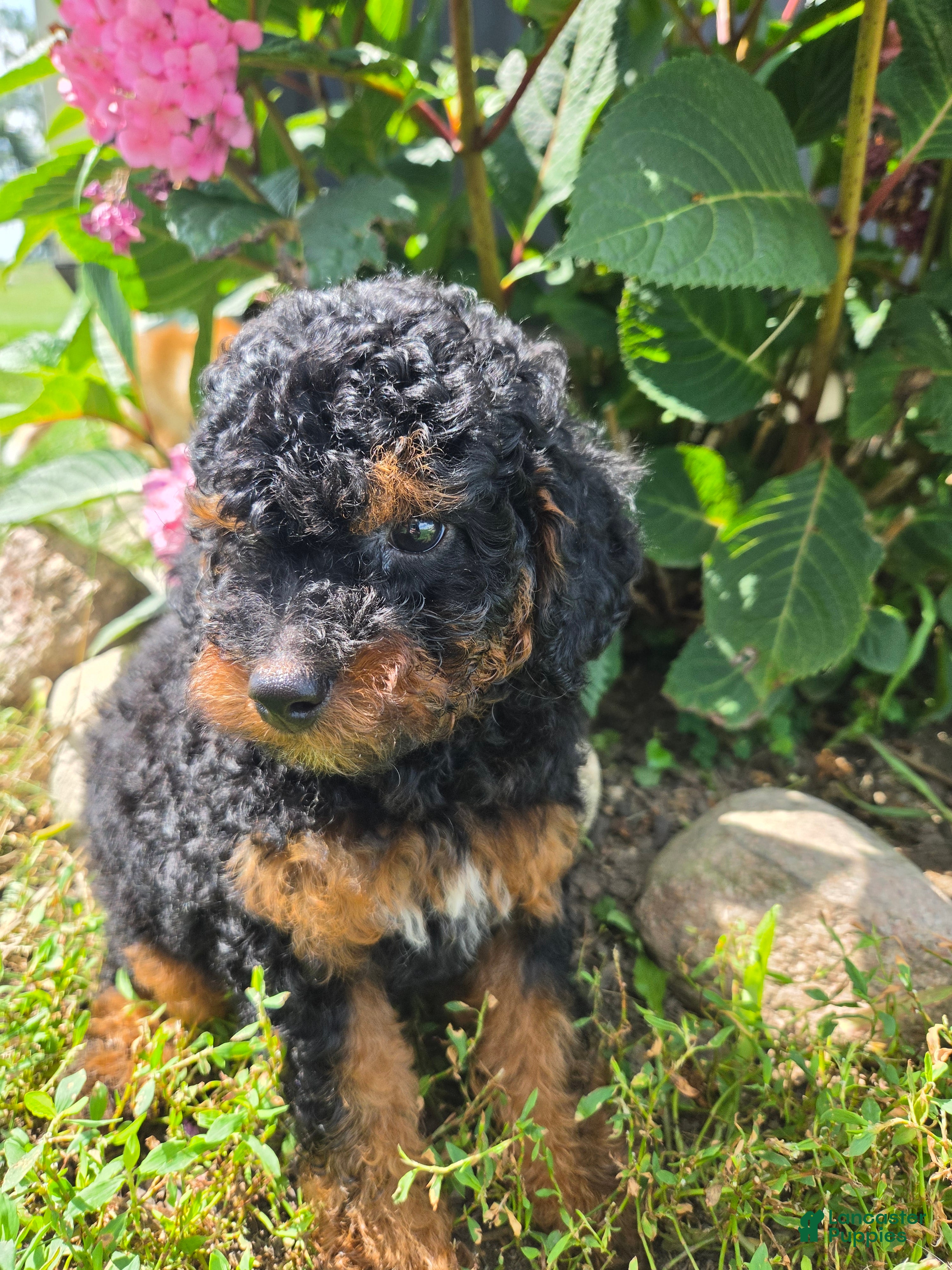 Miniature Poodle dogs Zeke - Ad 2