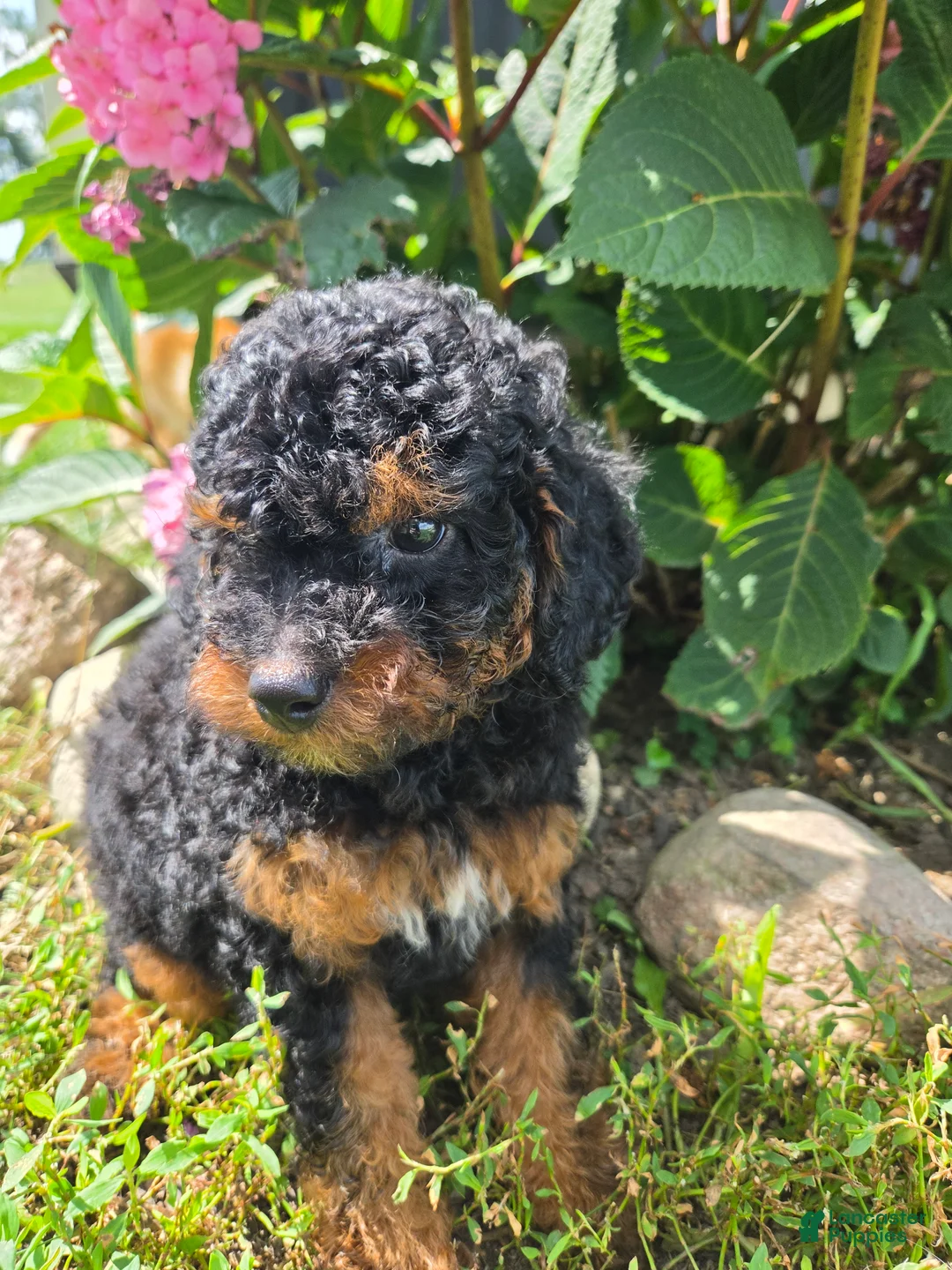 Miniature Poodle dogs for sale: Zeke - Ad 2
