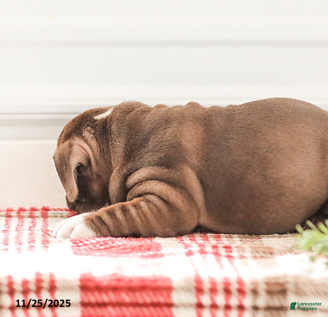 English Bulldog dogs for sale: Rhoda - Ad 11