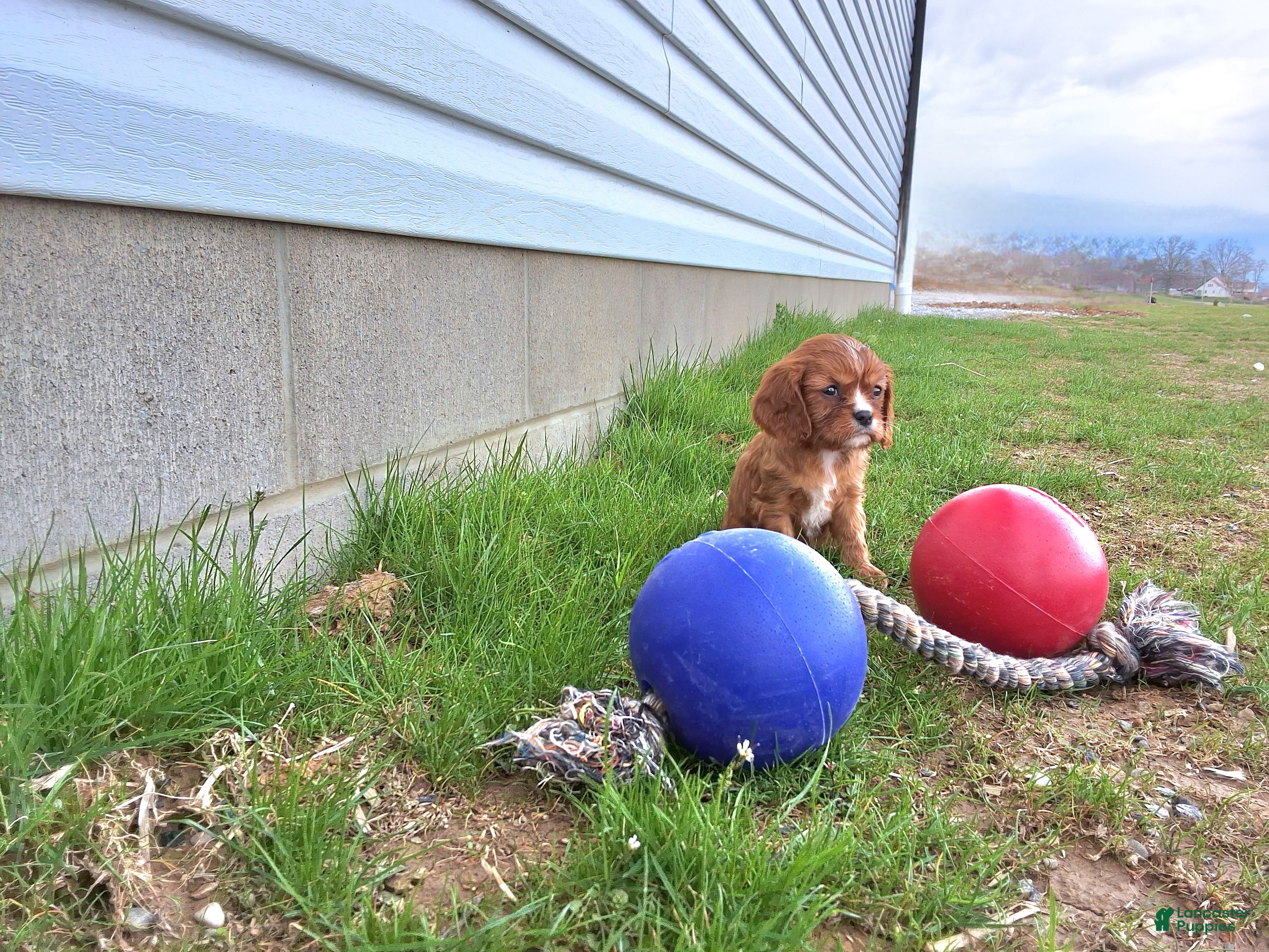 Cavalier King Charles Spaniel dogs Cavalier King Charles Spaniel Puppy 4 - Ad 2