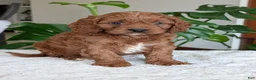 Cavapoo dogs for sale: Jake - Ad 12
