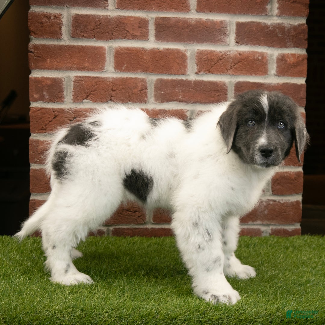 Newfoundland dogs for sale: Dash - Ad 4