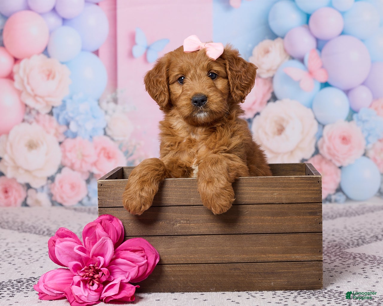 Mini Goldendoodle dogs for sale: Lilac - Ad 1