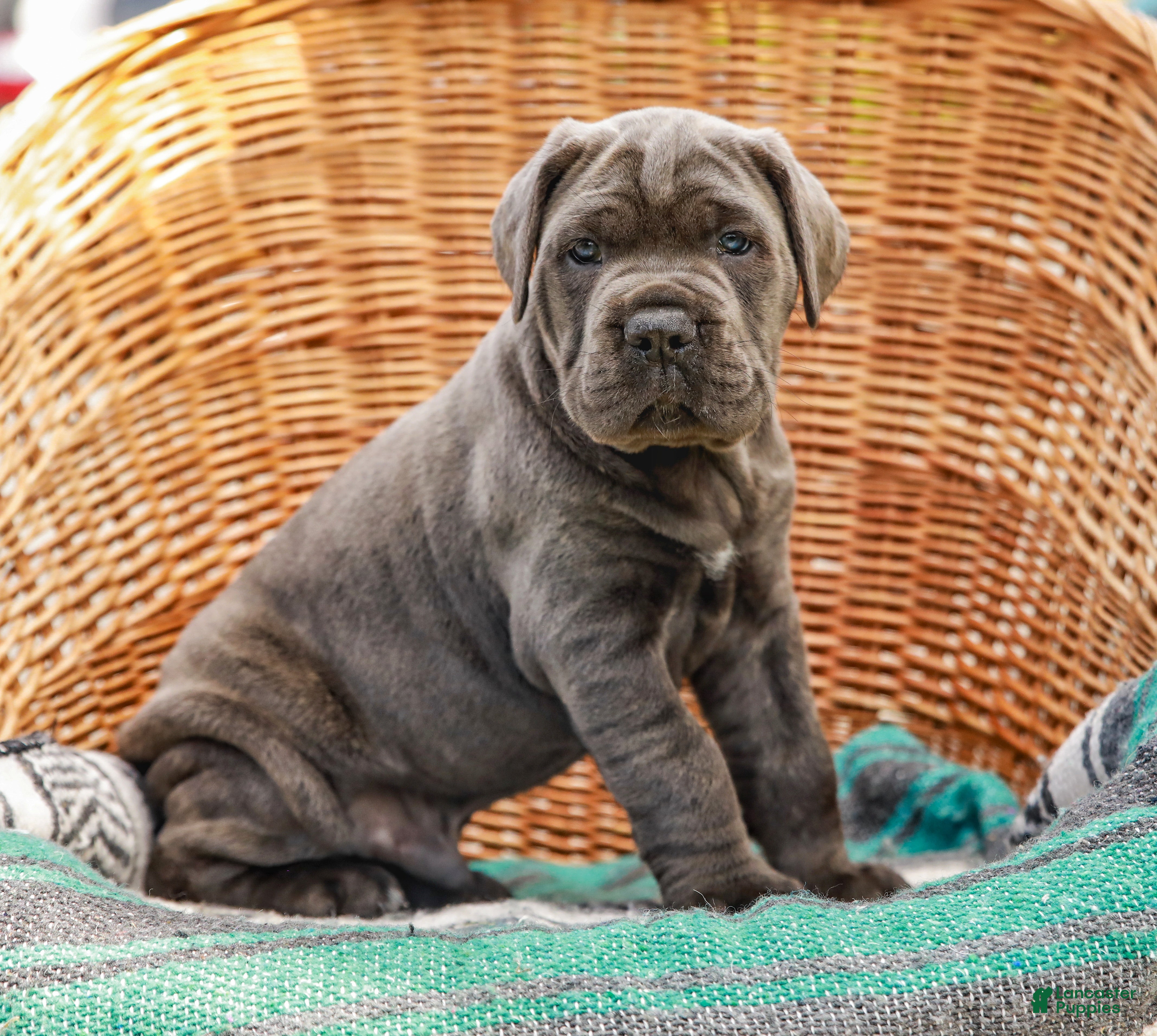 Cane Corso dogs Big Joe (Champion Bloodline) - Ad 1