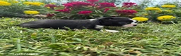 Boston Terrier dogs for sale: Hank - Ad 2