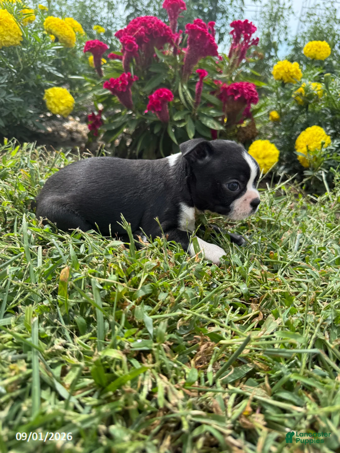 Boston Terrier dogs for sale: Hank - Ad 2