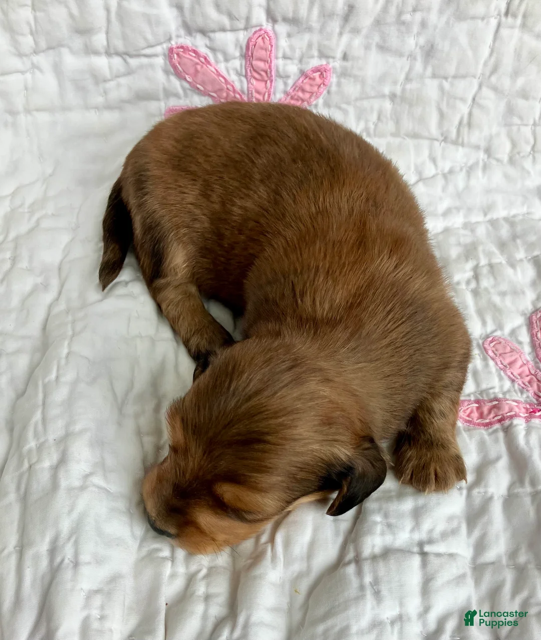 Miniature Dachshund dogs for sale: Coco Bean of St. Wiggles - Ad 9