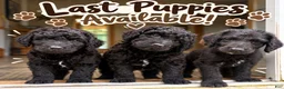 Double Doodle dogs for sale: Double Doodle 1 - Ad 2