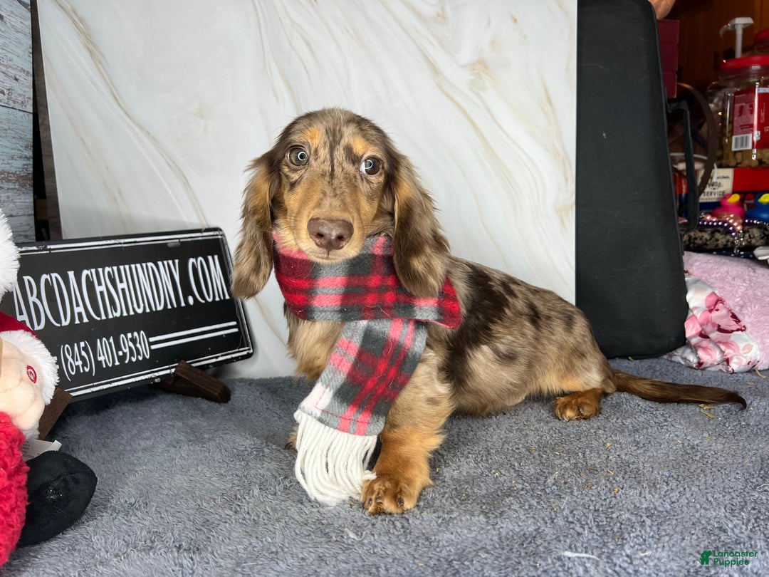 Miniature Dachshund dogs for sale: Miniature Dachshund dapple - Ad 13