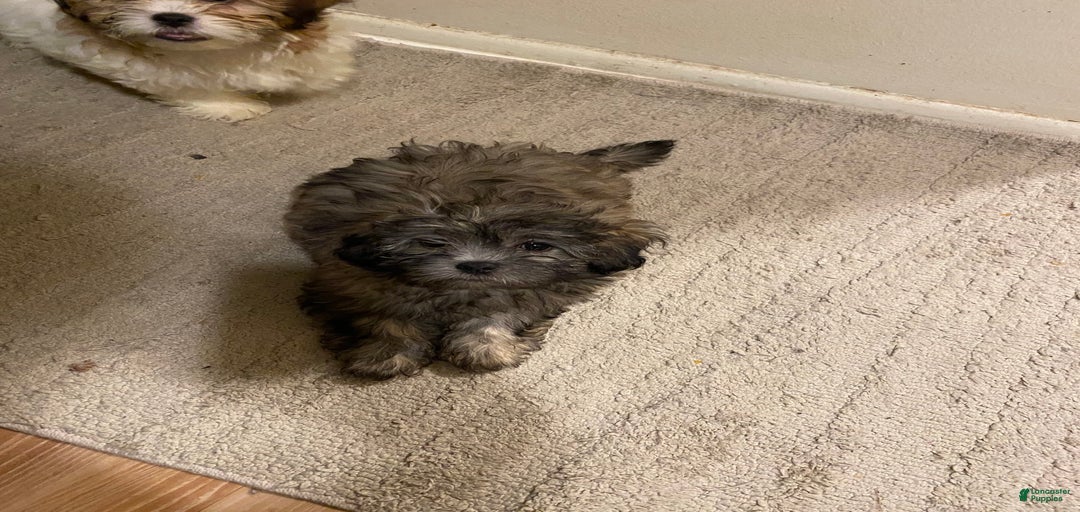 Gallery Image {{count}}