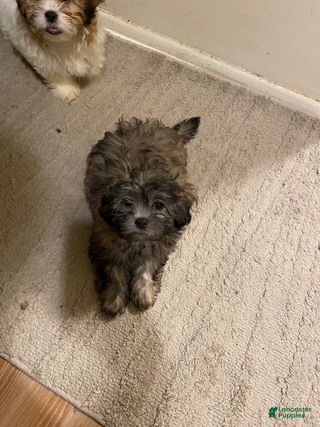 Gallery Image {{count}}