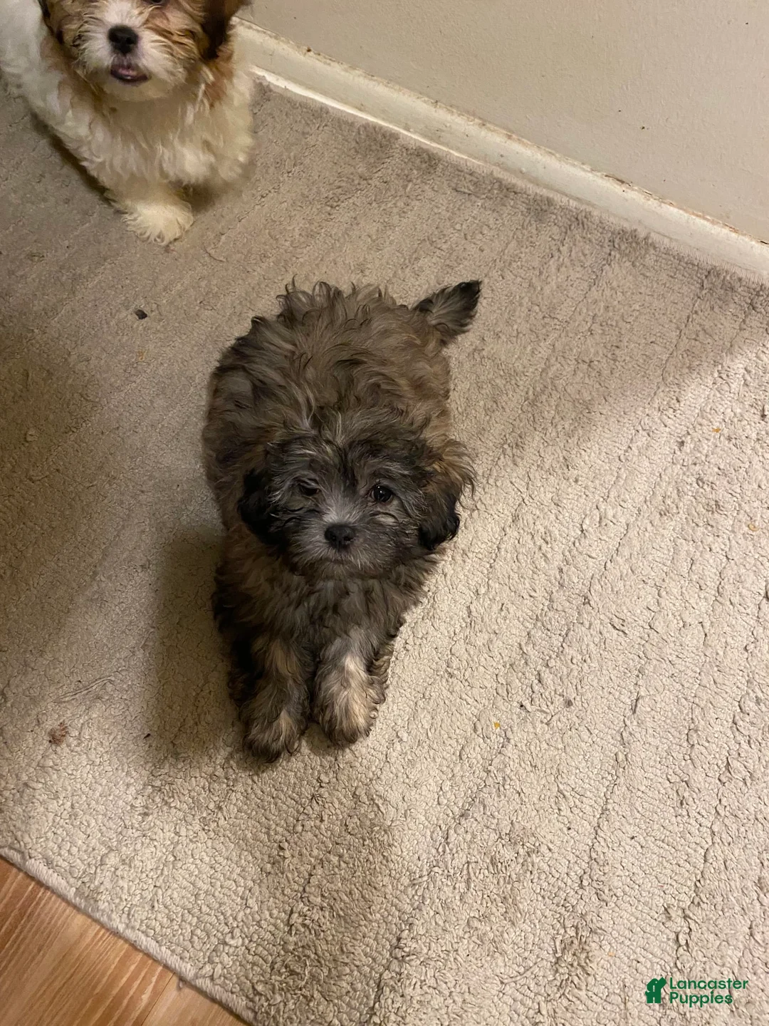 Gallery Image {{count}}