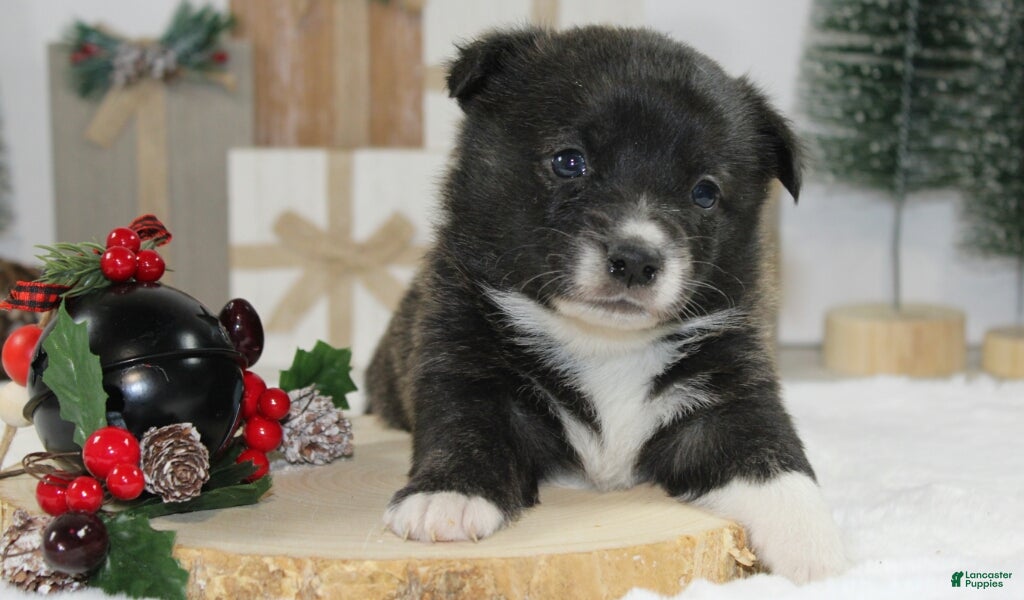 Welsh Corgi Pembroke dogs Jenny - Ad 2