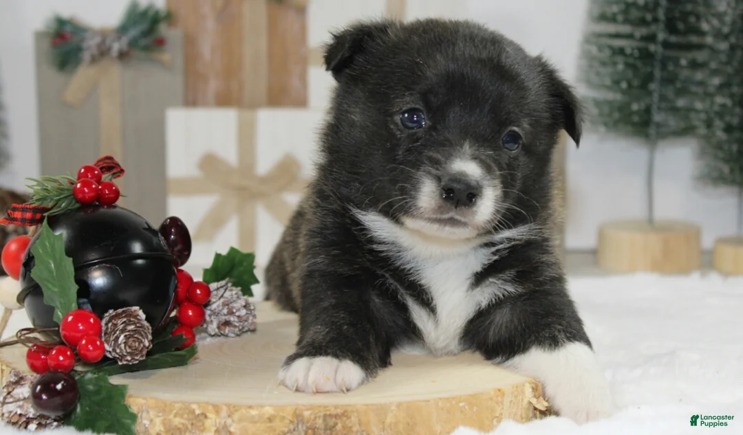 Welsh Corgi Pembroke dogs for sale: Jenny - Ad 2