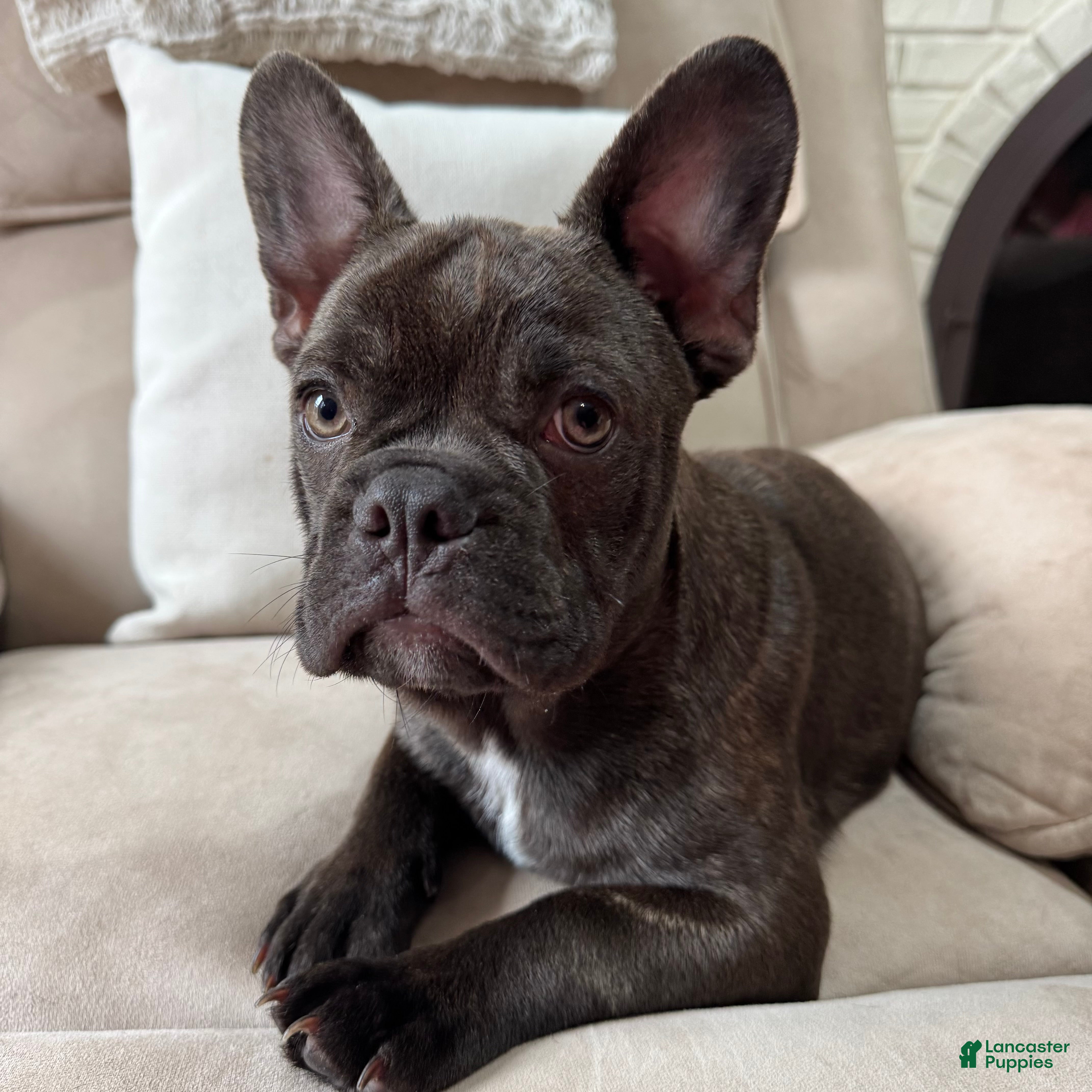 French Bulldog dogs Male French bulldog puppy five months - Ad 2