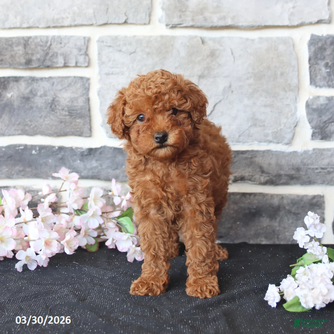 Miniature Poodle dogs for sale: Sadie - Ad 2