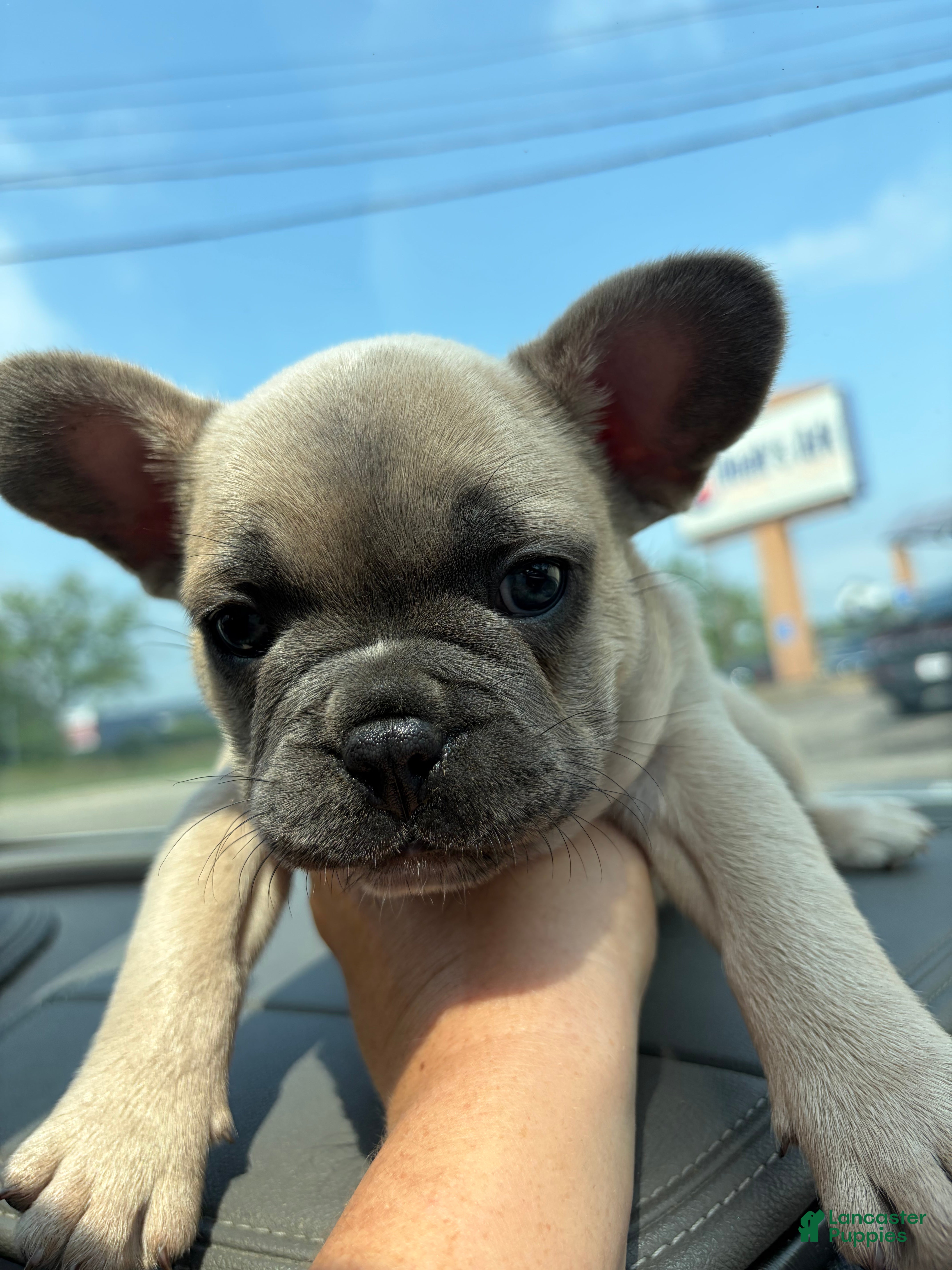 French Bulldog dogs French Bulldog 1 - Ad 22