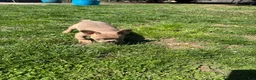 French Bulldog dogs for sale: French Bulldog Puppy 1 - Ad 5