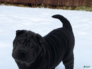 Shar Pei dogs Blue jeans blue mini - Ad 9