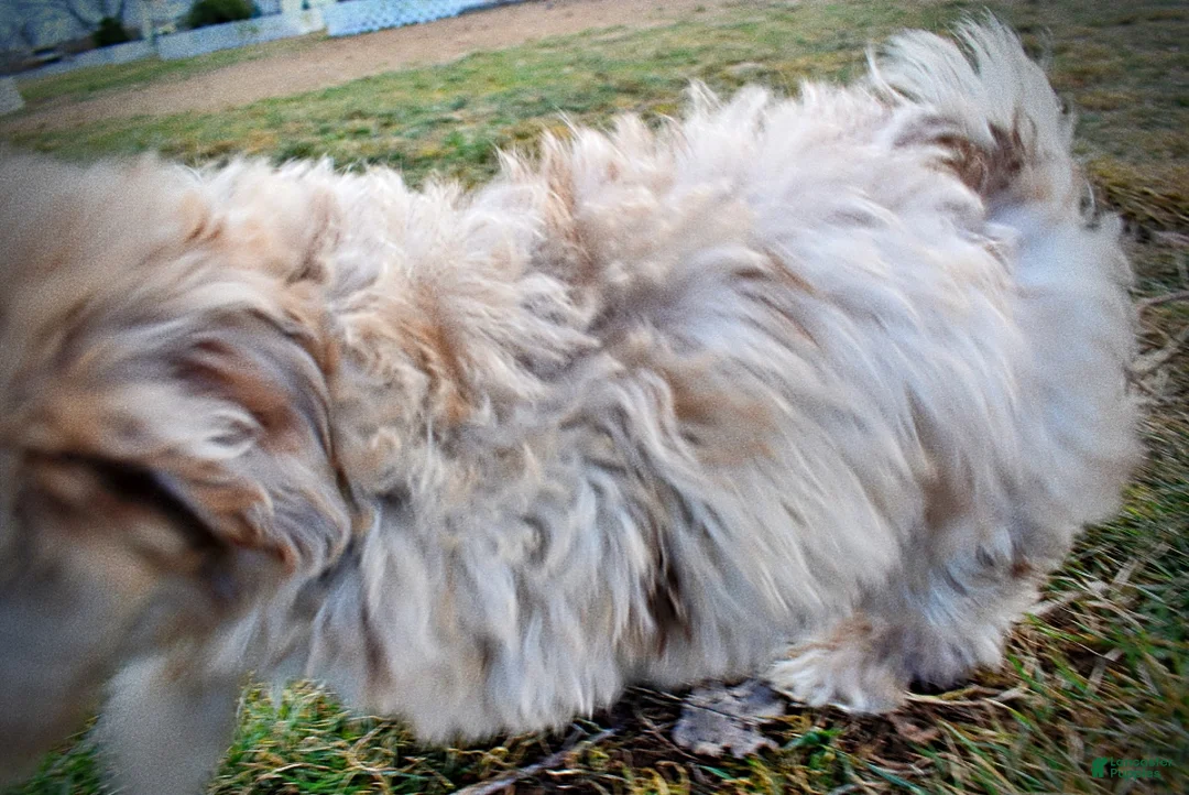 Havapoo dogs for sale: Webster - Ad 31