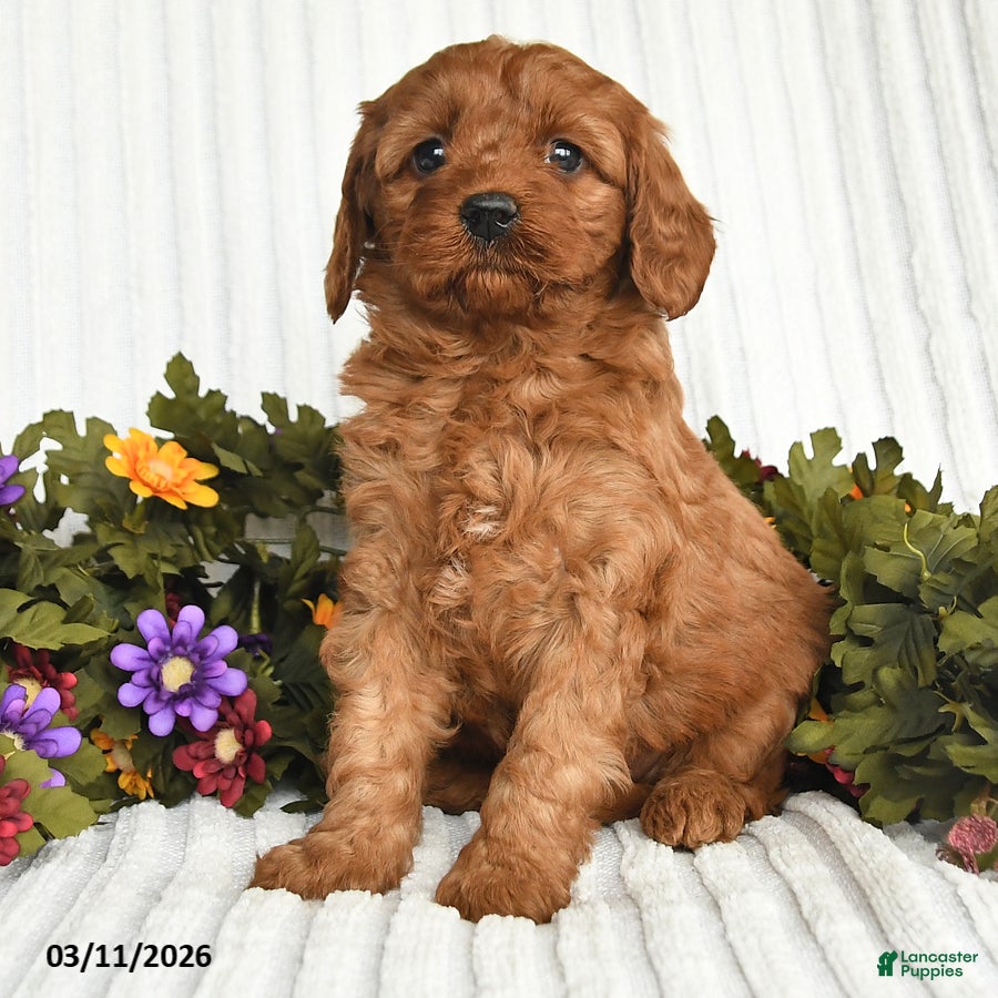 Mixed Breed dogs Pansey - Ad 2