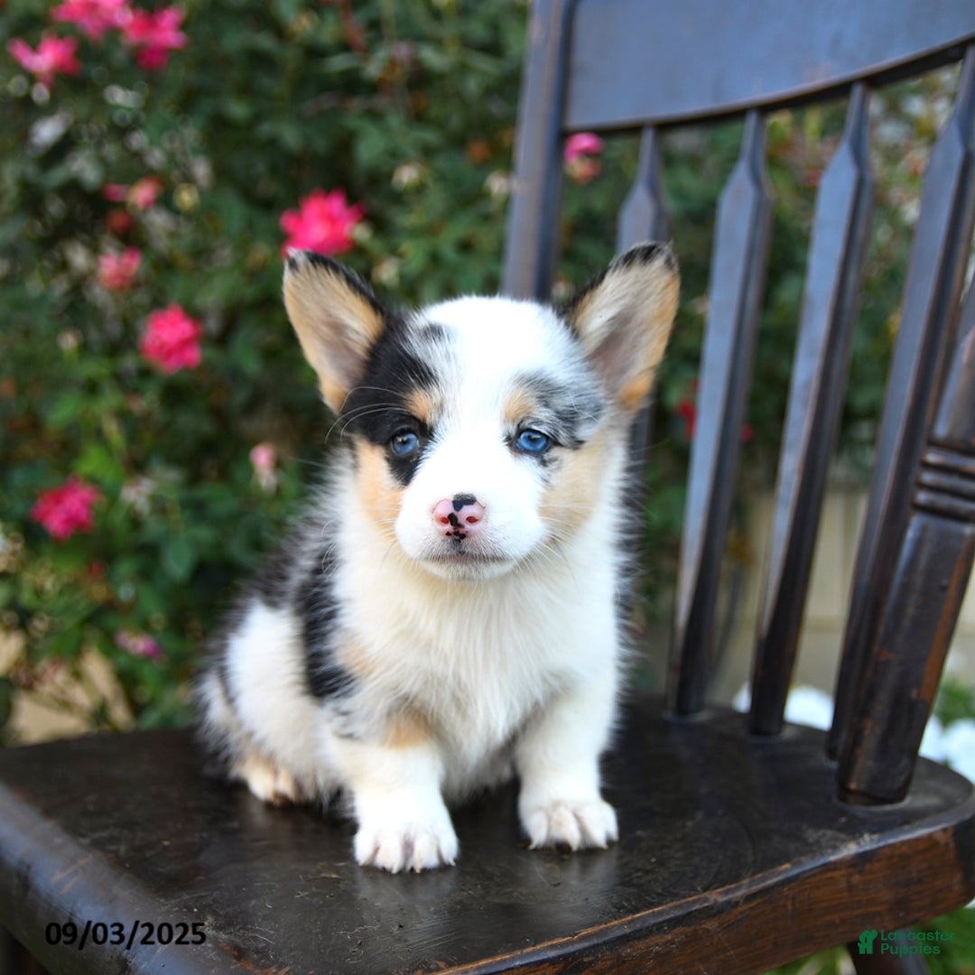 Welsh Corgi Pembroke dogs for sale: Clover - Ad 3