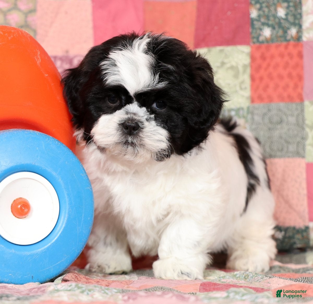 Mixed Breed dogs Custer - Ad 2