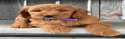 Irish Doodle dogs for sale: Charlotte  - Ad 4