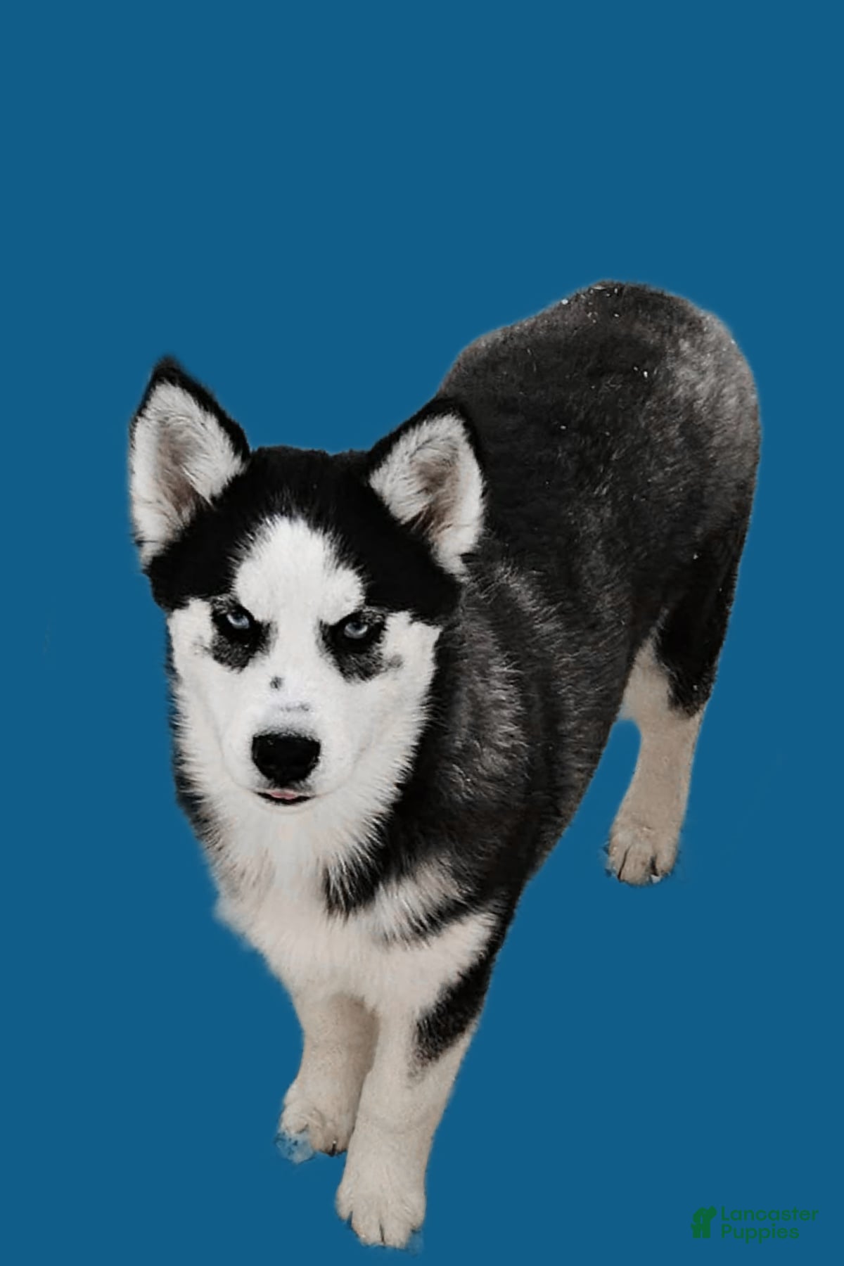 Siberian Husky dogs Blakely - Ad 1