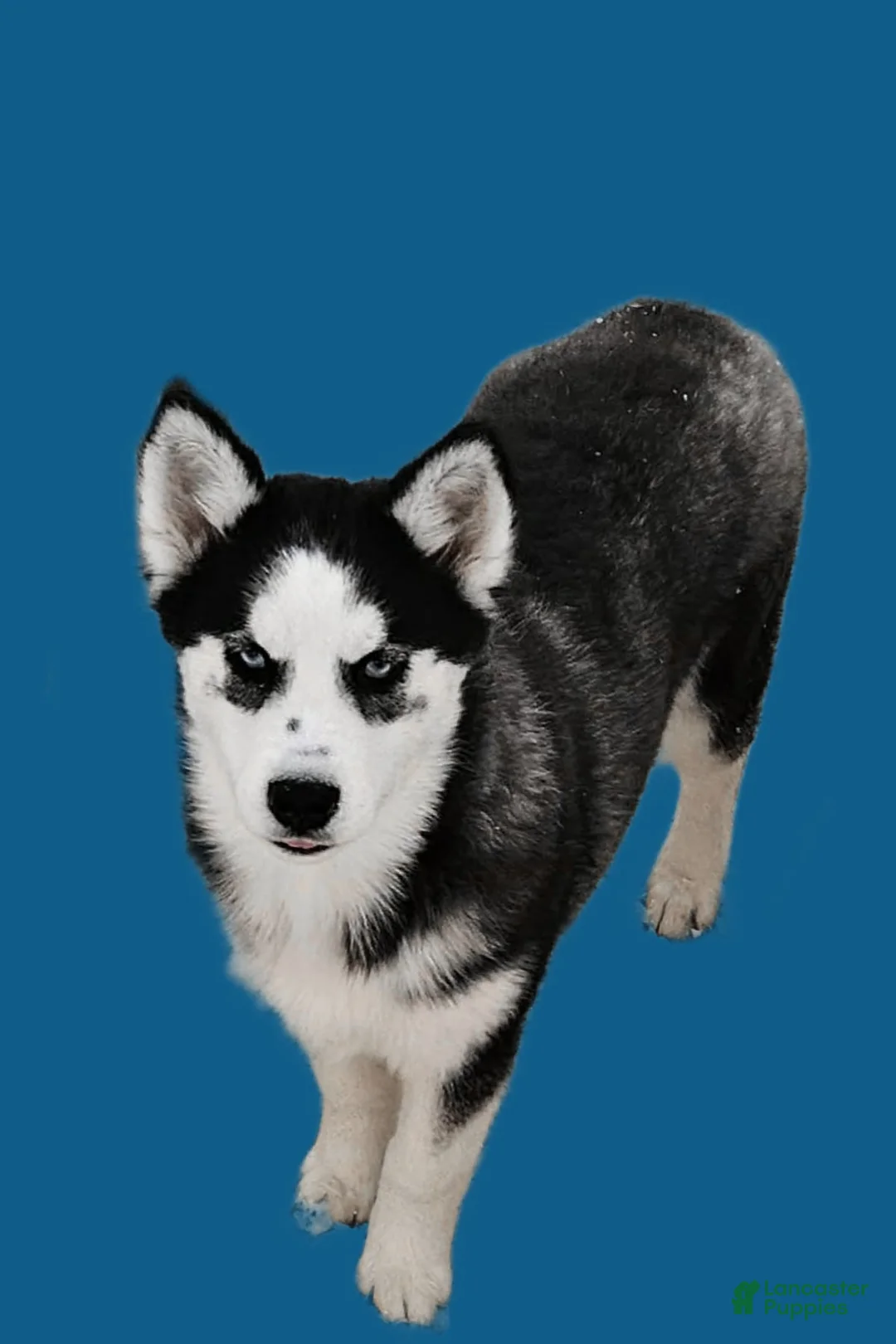 Siberian Husky dogs for sale: Blakely - Ad 1