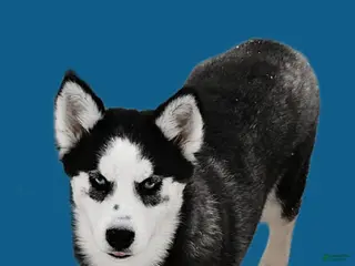 Siberian Husky dogs for sale: Blakely - Ad 2