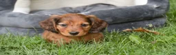 Miniature Dachshund dogs for sale: Asher Miniature Dachshund - Ad 3