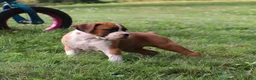 Boxer dogs for sale: Paisley - Ad 10