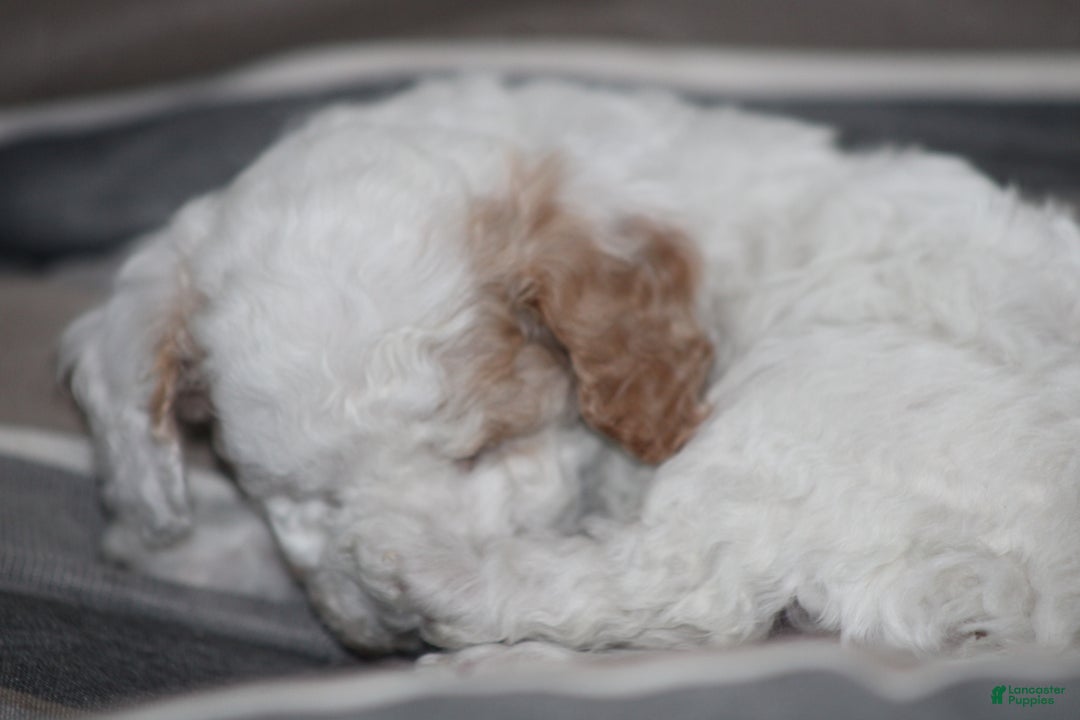 Cavapoo dogs for sale: Darla (Special Needs) - Ad 14