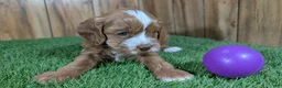 Cavapoo dogs for sale: Lizzy Girl 3 - Ad 2