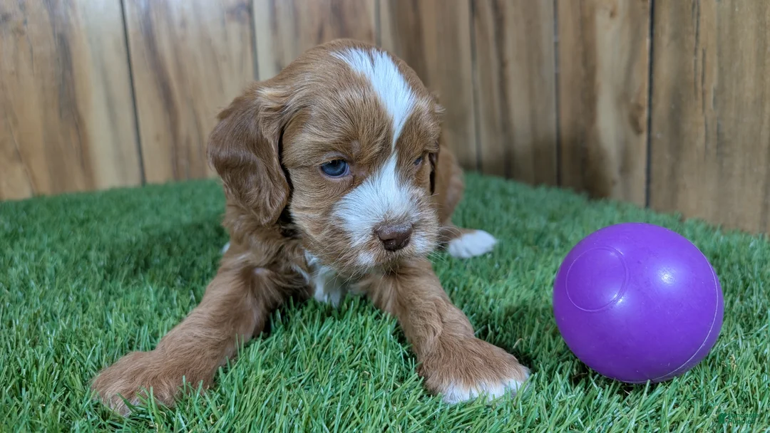Cavapoo dogs for sale: Lizzy Girl 3 - Ad 2