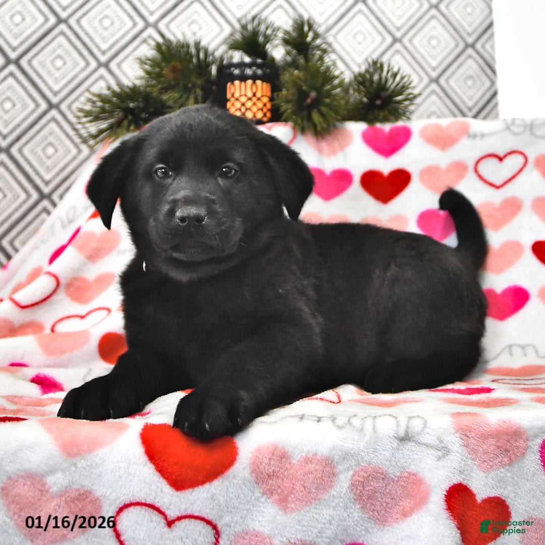 Mixed Breed dogs for sale: Lilly - Ad 1