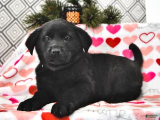 Mixed Breed dogs Lilly - Ad 27