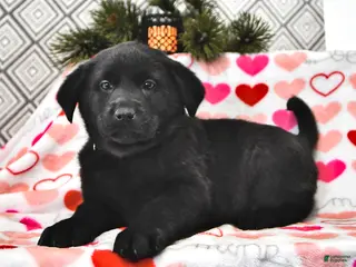 Mixed Breed dogs Lilly - Ad 4