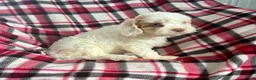 Cavapoo dogs for sale: Trudy Kay-Girl-Cavapoo  - Ad 2