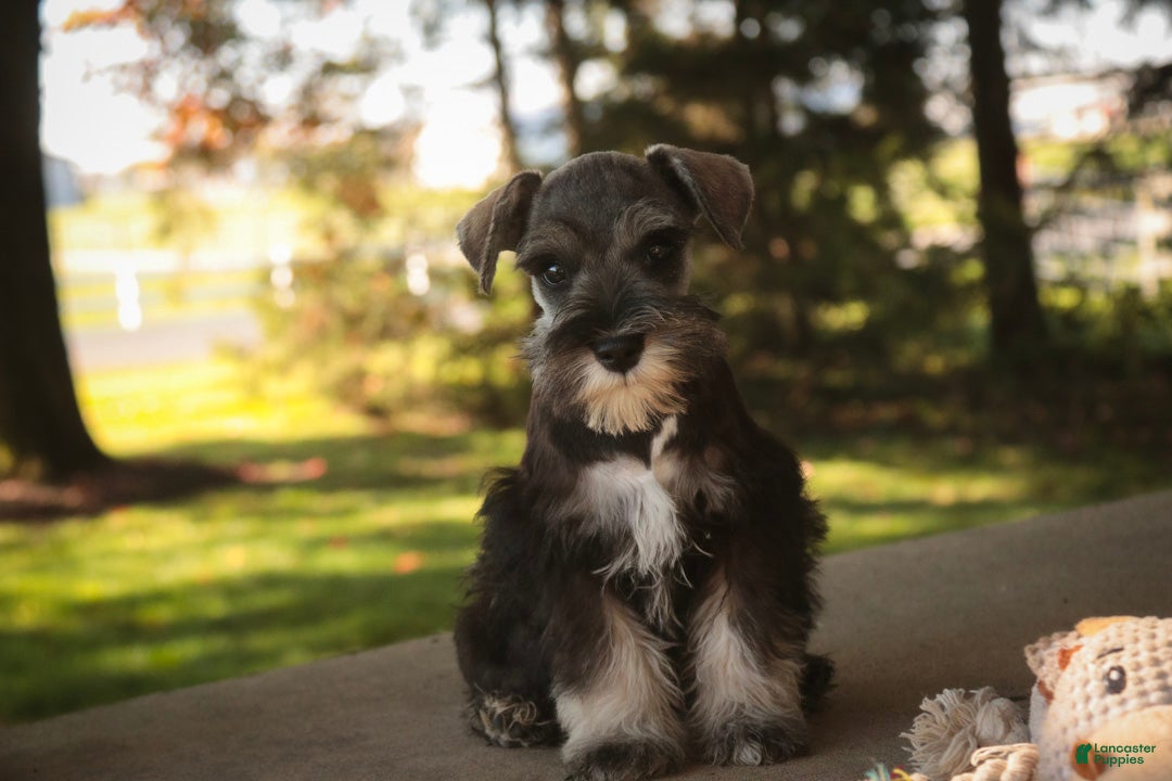 Miniature Schnauzer dogs for sale: Annabelle Miniature Schnauzer  - Ad 1