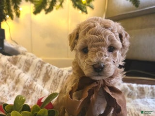 Maltipoo dogs Noelle - Ad 1