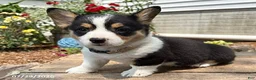 Welsh Corgi Pembroke dogs for sale: Nala - Ad 3